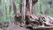 PICTURES/Ho Rainforest -  Big Cedar/t_Big Cedar2.JPG